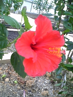 �n�C�r�X�J�X��