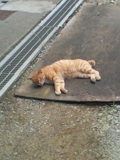 �����ł�������