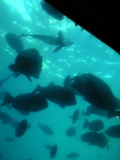 ��with�C������