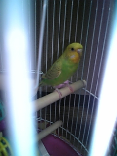 �C���R����